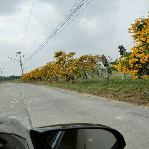 ขายที่ดิน ตำบลพลับพลาไชย  อำเภออู่ทอง จังหวัดสุพรรณบุรี เนื้อที่ 3 ไร่ โฉนดครุฑแดง พร้อมโอน