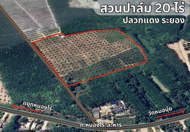 ที่ดิน สวนปาล์ม ปลวกแดง ระยอง ราคาถูก ให้ผลผลิตทันที 20 ไร่