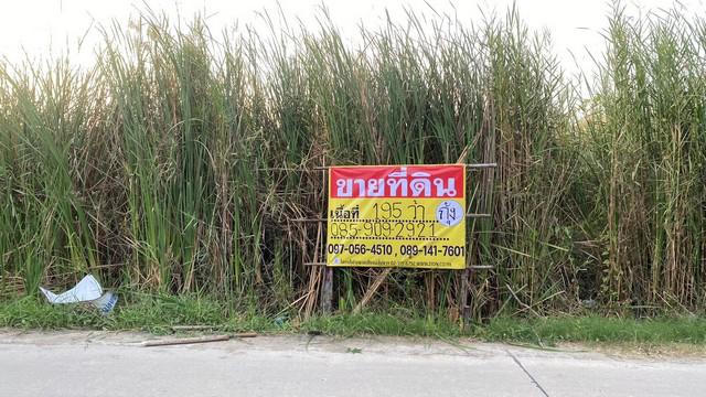 ขายด่วน ที่ดินบางแก้ว รวม2แปลง เนื้อที่ 195 ตร.วา  บางพลี  ใกล้ Maga Bangna  ติดทางด่วนกาญจนาภิเษก บางพลี-สุขสวัสดิ์ ซอยคอนโดอารียา  ZTK170