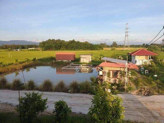 เหมาหมดทั้งบ้านและบ่อปลา 7 ล.​เท่านั้น​ 1​ ไร่​ 200​ ตรว. #โซนแม่ริม​ #บ้านสวนพร้อมบ่อปลา #บรรยากาศร่มรื่นเย็นสบาย
