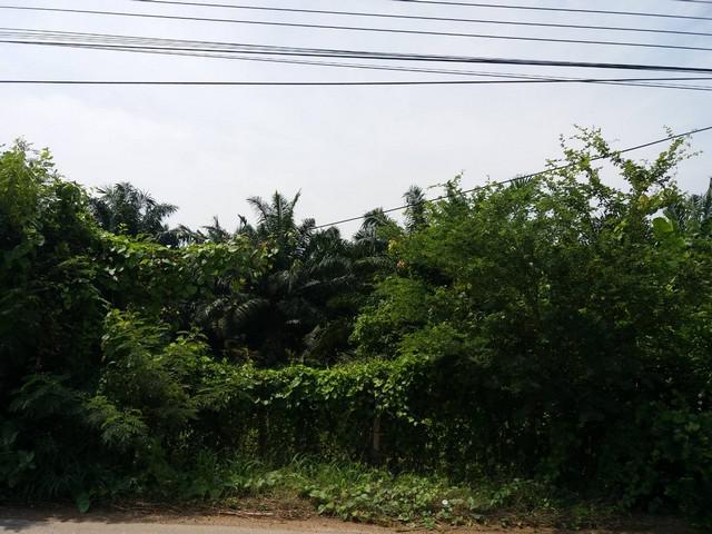 ขายที่ดิน ติดทางหลวงเทศบาล ใกล้ ณ สัทธา อุทยานไทย 18-3-6 ไร่ โพธาราม ราชบุรี  ทำโรงแรม รีสอร์ท โฮมสเตย์ ทำเลดี ใกล้แหล่งชุมชน
