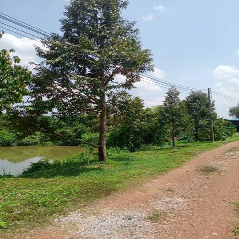 ขายที่ดินสวนทุเรียนจังหวัดแพร่ เหมาะเป็นพักอาศัย ทำสวน และซื้อเก็บ 